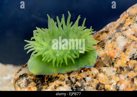 Mikrokügelchen Anemone - Actinia equina Stockfoto