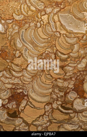 Kugelförmige Rhyolith, Arizona, Eruptivgestein, Nahaufnahme, Detail, "Pilz Jasper" Stockfoto