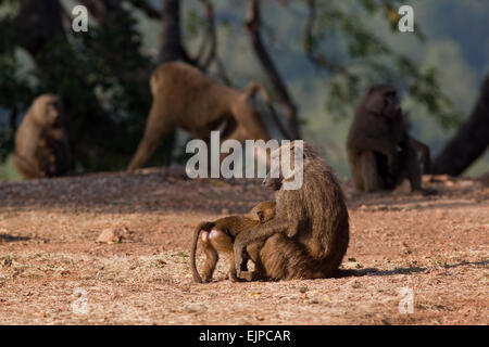 Oliven- oder Anubis Paviane (Papio Anubis). Weiblich und jung. Ghana. West-Afrika. Mole National Park. Stockfoto