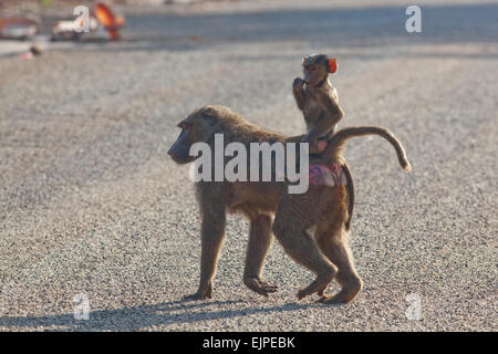 Oliven- oder Anubis Pavian (Papio Anubis). Weibliche und junge, überqueren einer Straße. Ghana. West-Afrika. Kakum-Nationalpark. A allgemein Dist Stockfoto