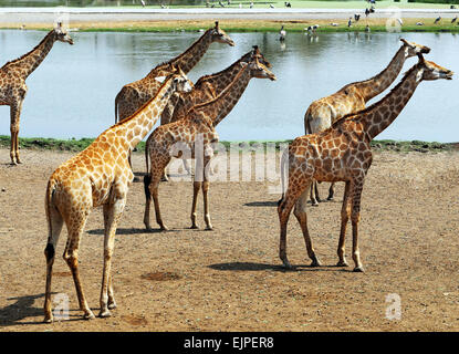 Eine Herde Giraffen in einem Zoo in Thailand in Bangkok Stockfoto