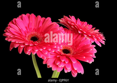 Magenta Gerbera auf schwarzem Hintergrund Stockfoto