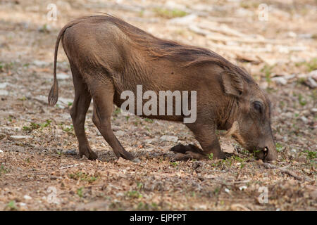 Warzenschwein (Phacochoerus Africanus). Fütterung. Mole National Park. Ghana. Stockfoto