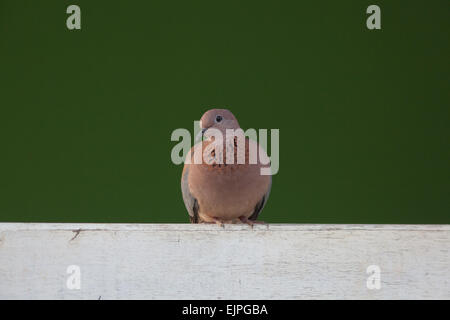 Lachen, Palm oder Senegal Taube (Spilopelia Senegalensis). Hocken auf einem Holz-Zaun. Ghana. West-Afrika. Stockfoto