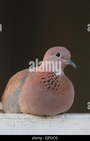 Lachen oder Senegal Taube (Spilopelia Senegalensis). Hocken auf einem Holz-Zaun. Ghana. West-Afrika. Stockfoto