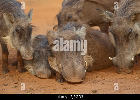 Warzenschwein (Phacochoerus Africanus). Ältere Geschwister, die Gesellschaft anderer, in Körperkontakt, aufsaugen verbleibende Wärme genießen Stockfoto