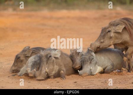 Warzenschwein (Phacochoerus Africanus). Ältere Geschwister, die Gesellschaft anderer, in Körperkontakt, aufsaugen verbleibende Wärme genießen Stockfoto