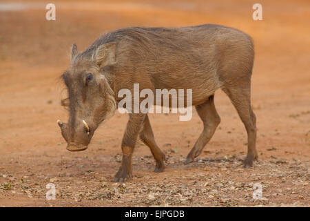 Warzenschwein (Phacochoerus Africanus). Profil. Fuß. Mole National Park. Ghana. West-Afrika. Stockfoto