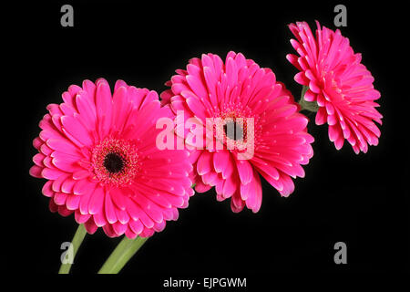 Magenta Gerbera auf schwarzem Hintergrund Stockfoto