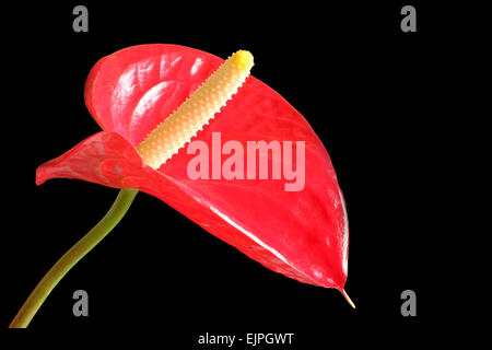 Rote Anthurium Blumen auf schwarzem Hintergrund isoliert Stockfoto