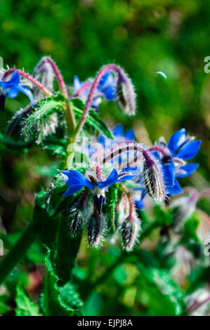 Borago officinalis. Borretsch, Flor de la borraja, blaue Blume, Flor azul Stockfoto