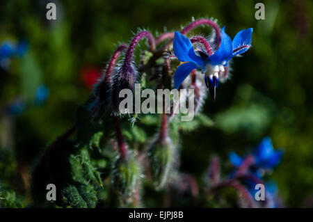 Borago officinalis. Borretsch, Flor de la borraja, blaue Blume, Flor azul Stockfoto