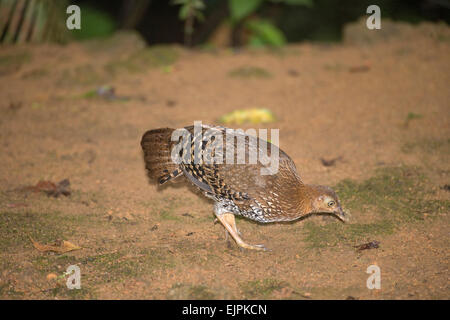 Sri Lanka oder Lafayette Dschungel Geflügel (Gallus Lafayetti). Hen oder weiblich. Sinharaja Regenwald. Sri Lanka. Nationalvogel.  Joe Blos Stockfoto