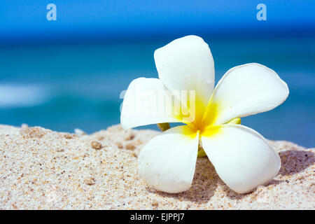 Tropische Blumen Plumeria Alba am Sandstrand Stockfoto