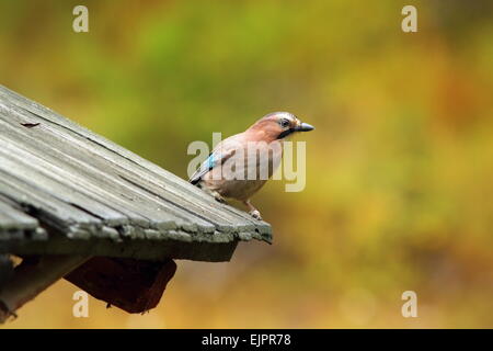 Eichelhäher (Garullus Glandarius) steht auf traditionellen Dach Stockfoto