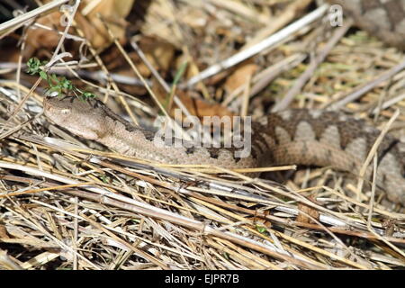 Europäische Sand Viper getarnt in-situ (Vipera Ammodytes) Stockfoto