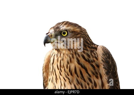 Europäische Sparrowhawk Porträt über weiß (Accipiter Nisus) Stockfoto