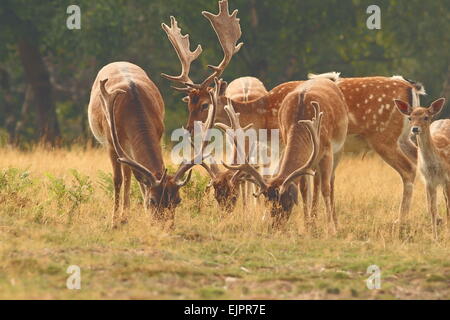 Damwild Männchen Herde weiden auf der Waldwiese (Dama) Stockfoto