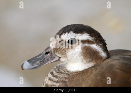 weibliche Mandarinente Porträt über aus Fokus Hintergrund (Aix Galericulata) Stockfoto