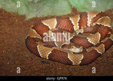 südlichen Copperhead (Agkistrodon Contortrix) stehen in einem terrarium Stockfoto