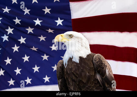 Amerikanische Flagge American Eagle USA stolz Ehre Freiheit Amerika Liebe Menschen des Friedens Stockfoto