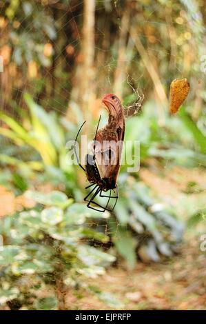 Makroaufnahme einer tropischen Spinne mit seiner Beute Schmetterling, Khao Sok, Thailand Stockfoto