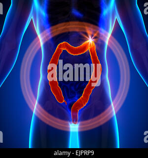 Colon / große Instestine - männliche Anatomie menschlicher Organe - x-ray anzeigen Stockfoto