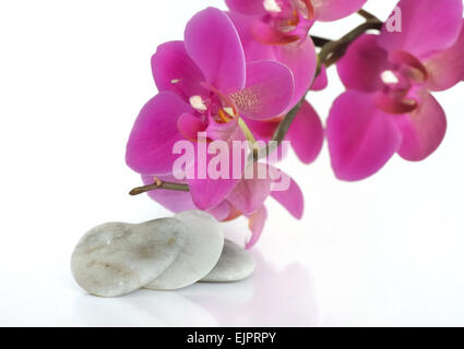 schöne Orchidee neben eine steinerne Herz auf weißem Hintergrund Stockfoto