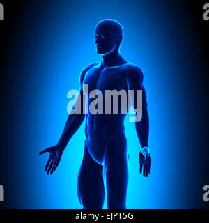 Anatomie Körper - Isometrieansicht - Blue concept Stockfoto