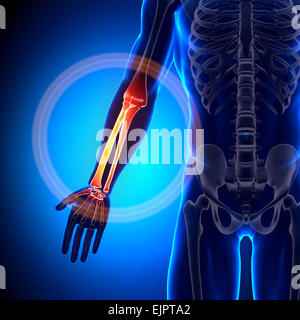 Männliche Radius / Ulna - Unterarm - Anatomie Knochen Stockfoto