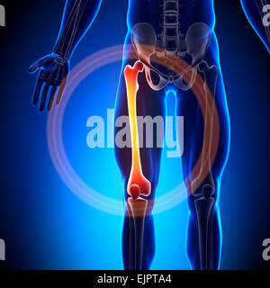 Männlichen Oberschenkel - Anatomie-Knochen Stockfoto