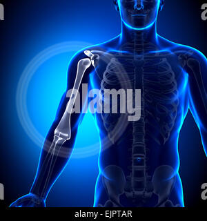 Männliche Humerus / Arm Anatomie - Anatomie-Knochen Stockfoto