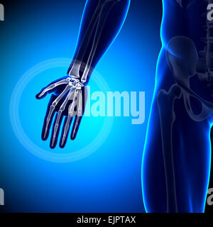 Männliche Palm Anatomie - Anatomie-Knochen Stockfoto