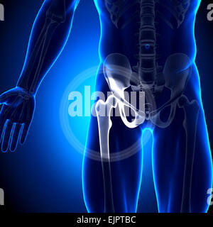 Männliche Hüftgelenk / Oberschenkel - Anatomie-Knochen Stockfoto