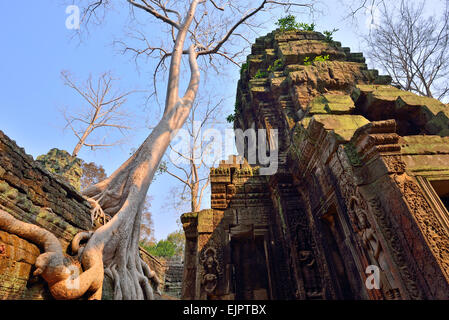 Ta Prohm Tempel mit großer Baum und Schutt. Prohm ist auch bekannt als Dschungeltempel. Stockfoto