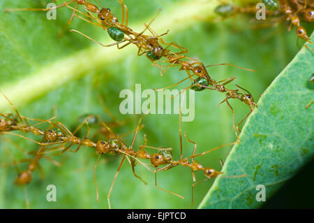 Grüner Baum Ameisen (Oecophylla Smaragdina) - Northern Territory, Australien Stockfoto