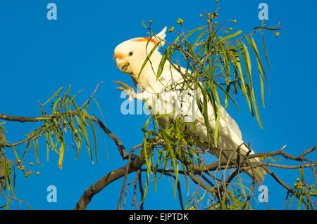 Major Mitchell Kakadu (Cacatua Leadbeateri) Fütterung - Mungo National Park, New-South.Wales, Australien Stockfoto