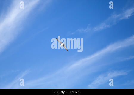 Möwe auf blauem Himmelshintergrund mit windigen Wolken fliegen Stockfoto