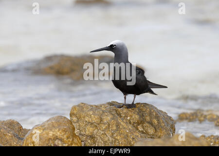 Schwarzer Noddy (Anous Minutus) Erwachsenen, stehen auf Felsen am Ufer, Tenararo Insel, Tuamotu-Inseln, Französisch-Polynesien, November Stockfoto