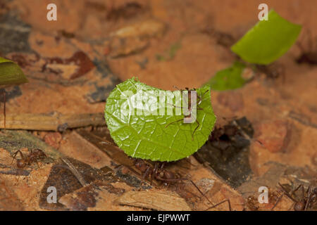 Leafcutter Ameisen (Atta SP.) Erwachsene, schneiden Arbeiter tragen Blatt mit Guard, auf Regenwald Stock, peruanischen Amazonas, Peru, September Stockfoto