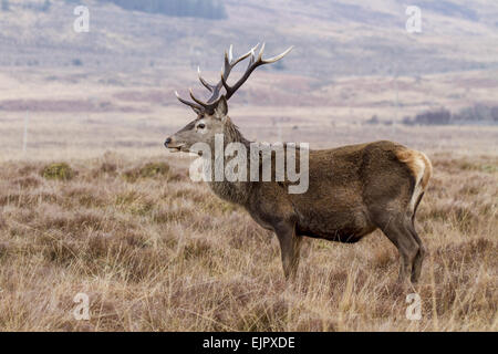 Ein 10-Punkte-Rotwild Hirsch auf der Isle of Jura Schottland. Stockfoto