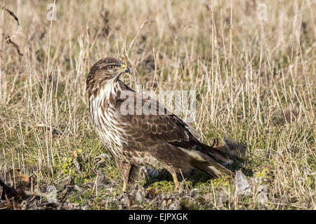 Mäusebussard Aufräumvorgang einen toten Vogel. Suffolk. Stockfoto