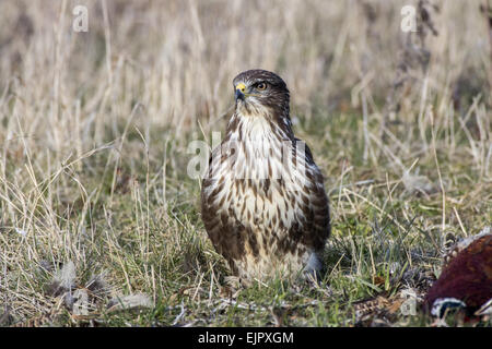 Mäusebussard Aufräumvorgang einen toten Vogel. Suffolk. Stockfoto