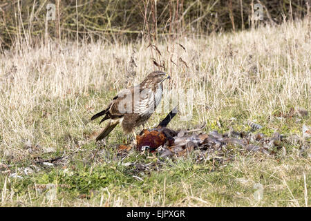 Mäusebussard Aufräumvorgang Toten Fasan. Suffolk. Stockfoto