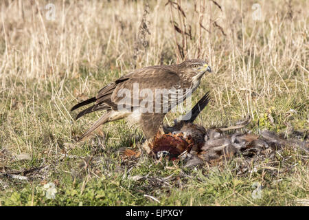 Mäusebussard Aufräumvorgang Toten Fasan. Suffolk. Stockfoto