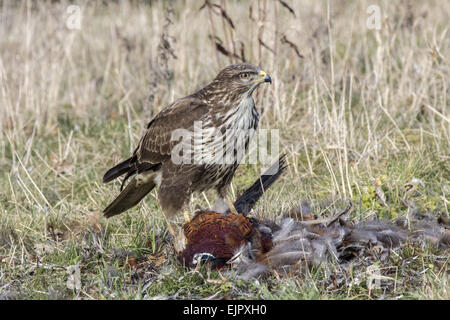 Mäusebussard Aufräumvorgang Toten Fasan. Suffolk. Stockfoto