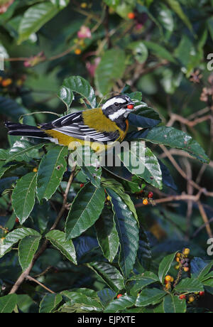 Jamaikanische Stripe-headed Tanager (Spindalis Nigricephala) Männchen, ernähren sich von Obst in fruchttragenden Busch, Marshalls Stift, Jamaika, Stockfoto