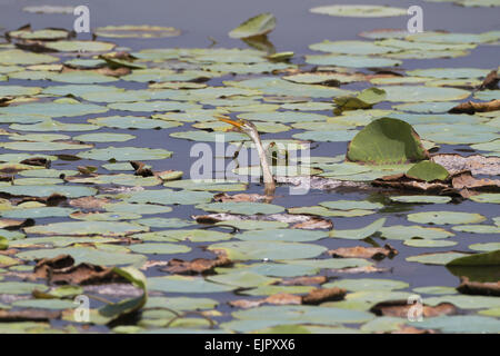 Oriental-Darter (Anhinga Melanogaster) juvenile, verlässt niedrig unter Waterlily Schwimmen im See, Sri Lanka, Februar Stockfoto