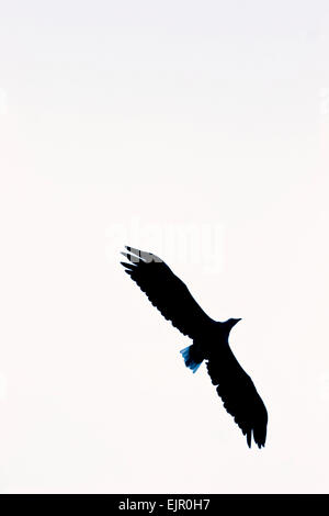 Seeadler Stockfoto