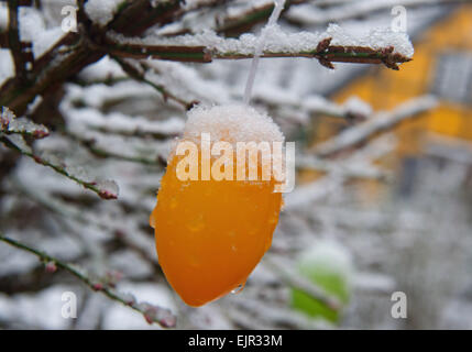 Stralsund, Deutschland. 31. März 2015. Schnee liegt auf ein Easter Egg in Stralsund, Deutschland, 31. März 2015. Der Schnee läutet die nächste Sturmfront. Foto: STEFAN SAUER/Dpa/Alamy Live News Stockfoto